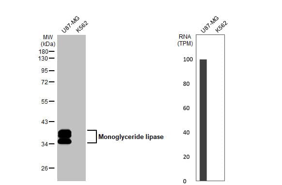 Monoglyceride Lipase Antibody (HL1937) - Azide and BSA Free