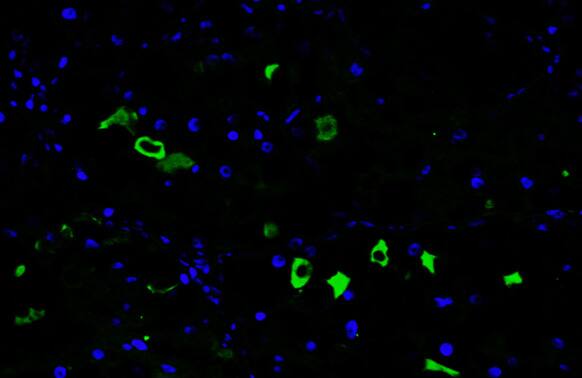 CXCL13/BLC/BCA-1 Antibody (HL2172) - Azide and BSA Free