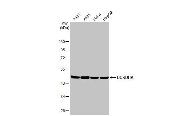 BCKDHA Antibody (HL2405) - Azide and BSA Free
