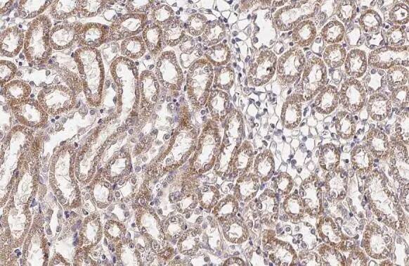 BCKDHA Antibody (HL2405) - Azide and BSA Free
