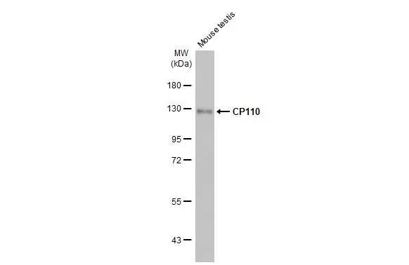CCP110 Antibody (HL2312) - Azide and BSA Free
