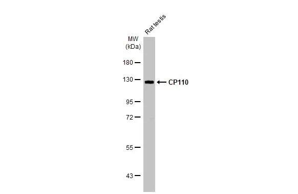 CCP110 Antibody (HL2312) - Azide and BSA Free