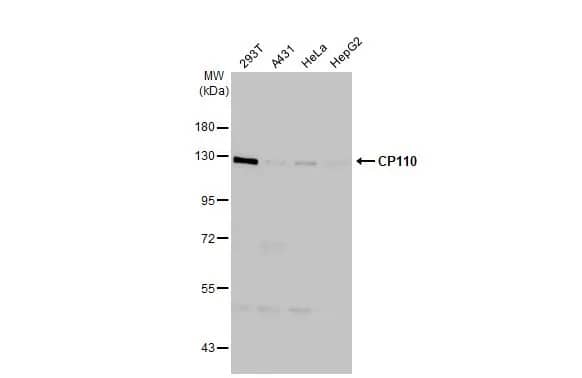 CCP110 Antibody (HL2312) - Azide and BSA Free