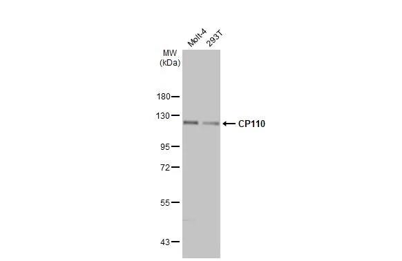 CCP110 Antibody (HL2312) - Azide and BSA Free