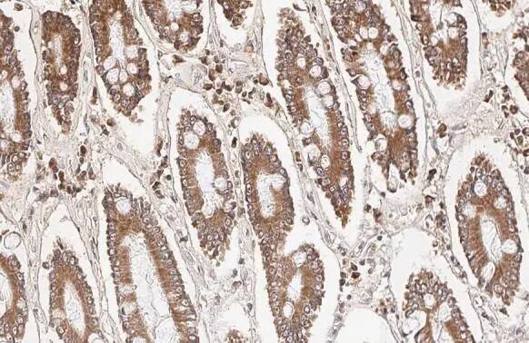 Bcl-xL Antibody (HL2038) - Azide and BSA Free