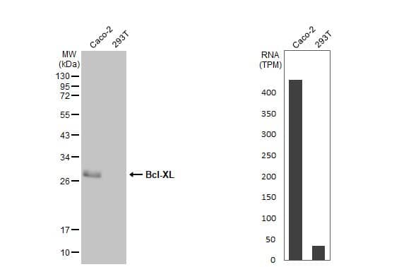 Bcl-xL Antibody (HL2038) - Azide and BSA Free