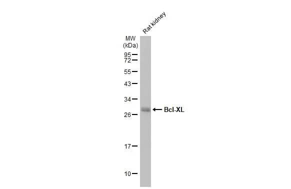 Bcl-xL Antibody (HL2038) - Azide and BSA Free