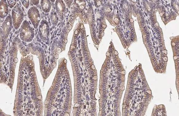 Bcl-xL Antibody (HL2038) - Azide and BSA Free