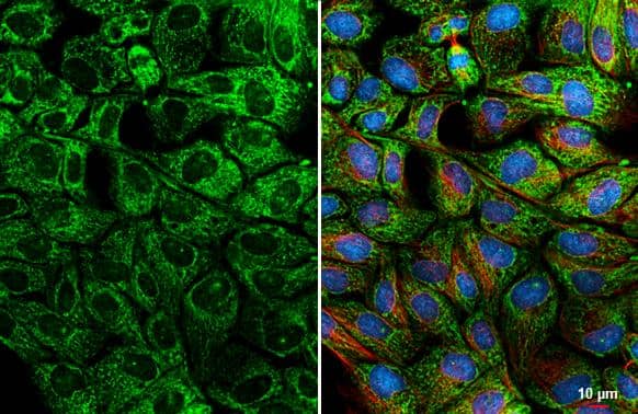 Bcl-xL Antibody (HL2038) - Azide and BSA Free