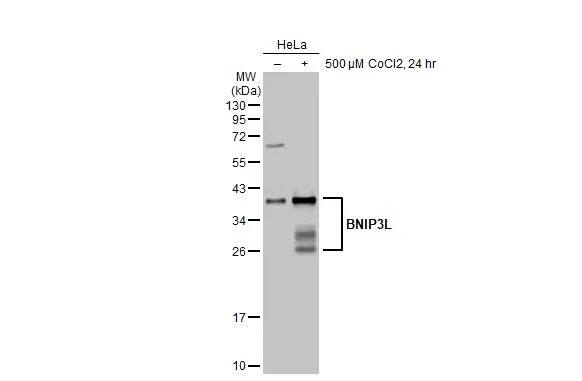 BNIP3L Antibody (HL1203) - Azide and BSA Free