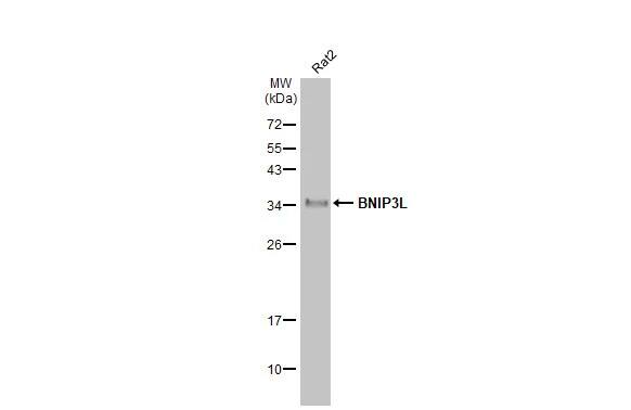 BNIP3L Antibody (HL1203) - Azide and BSA Free