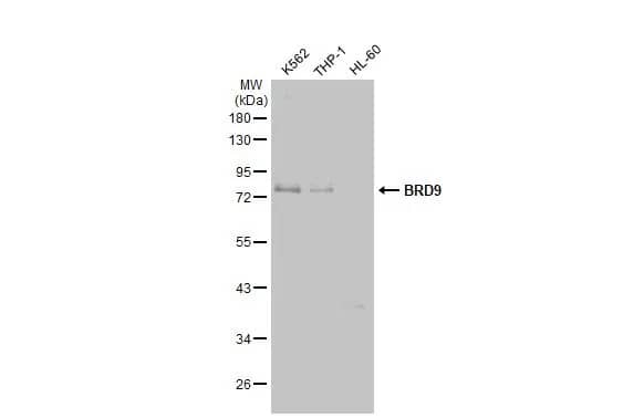 BRD9 Antibody (HL1282) - Azide and BSA Free