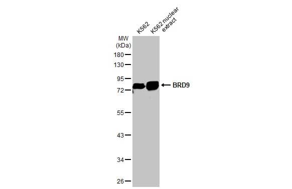 BRD9 Antibody (HL1282) - Azide and BSA Free