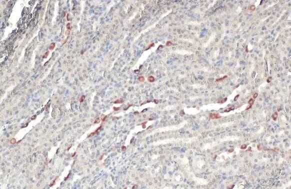 BRD9 Antibody (HL1282) - Azide and BSA Free