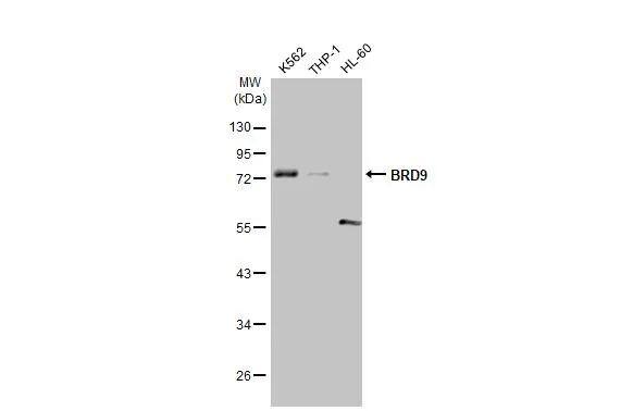 BRD9 Antibody (HL1282) - Azide and BSA Free