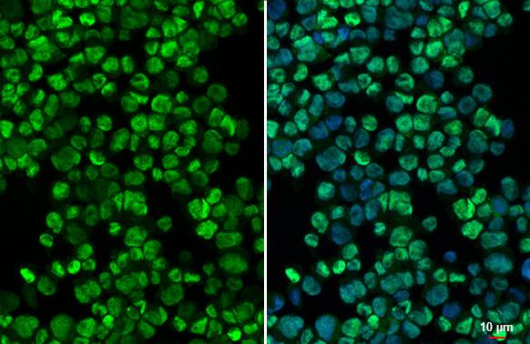 CEBP alpha Antibody (HL1747) - Azide and BSA Free