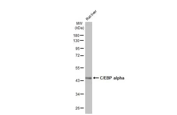 CEBP alpha Antibody (HL1747) - Azide and BSA Free