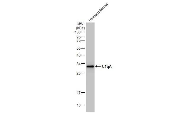 Complement Component C1qA Antibody (HL1695) - Azide and BSA Free