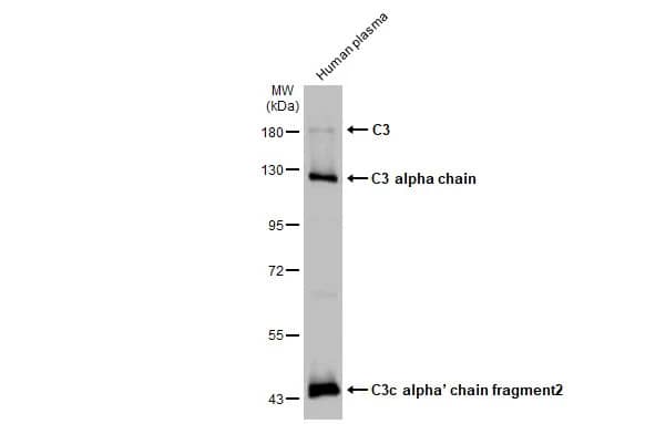 Complement C3 Antibody (HL1643) - Azide and BSA Free