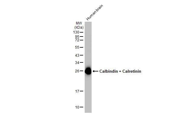 Calbindin 1/2 Antibody (HL1787) - Azide and BSA Free