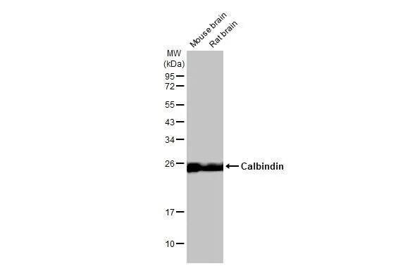 Calbindin D-28K Antibody (HL2378) - Azide and BSA Free