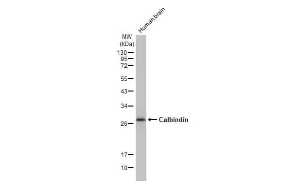 Calbindin D-28K Antibody (HL2378) - Azide and BSA Free