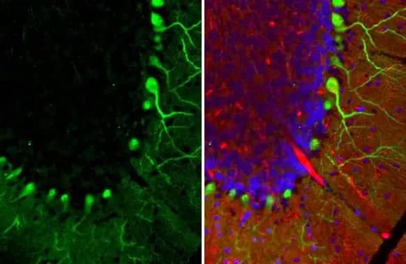 Calbindin D-28K Antibody (HL2378) - Azide and BSA Free