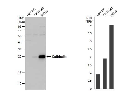 Calbindin D-28K Antibody (HL2378) - Azide and BSA Free