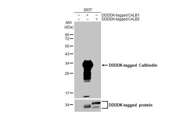 Calbindin D-28K Antibody (HL2378) - Azide and BSA Free