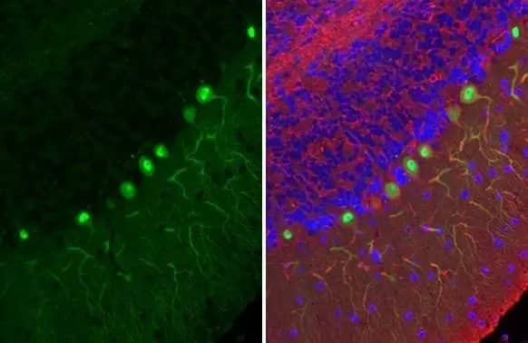 Calbindin D-28K Antibody (HL2378) - Azide and BSA Free