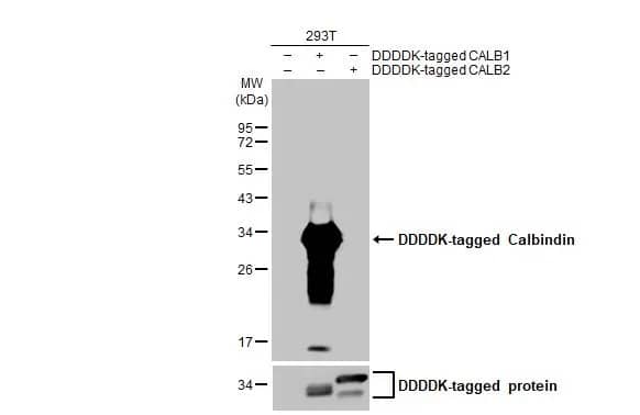 Calbindin D-28K Antibody (HL2379) - Azide and BSA Free