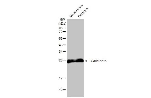 Calbindin D-28K Antibody (HL2379) - Azide and BSA Free