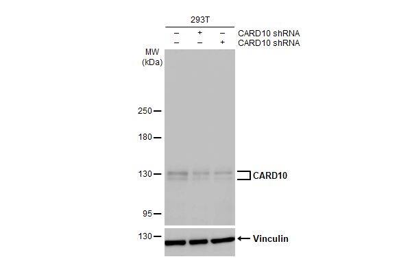 CARD10 Antibody (HL2260) - Azide and BSA Free