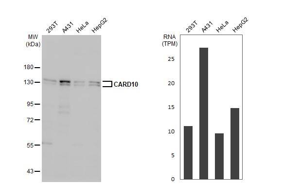 CARD10 Antibody (HL2260) - Azide and BSA Free