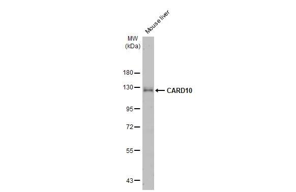 CARD10 Antibody (HL2260) - Azide and BSA Free