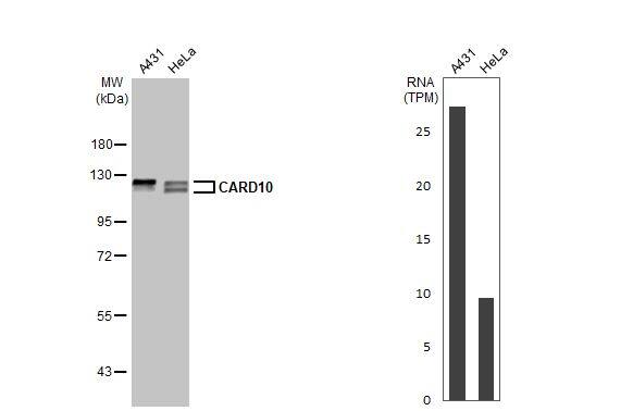 CARD10 Antibody (HL2261) - Azide and BSA Free