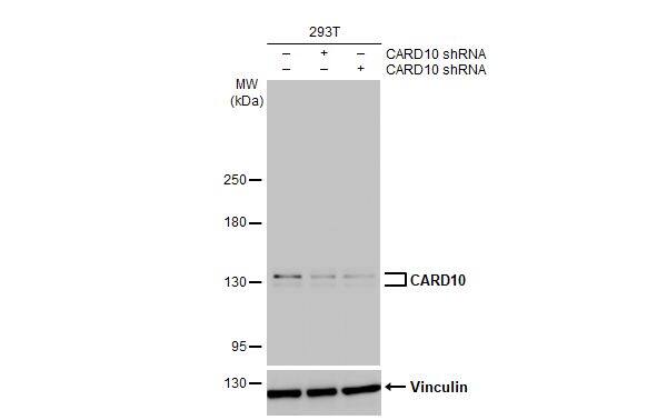 CARD10 Antibody (HL2261) - Azide and BSA Free