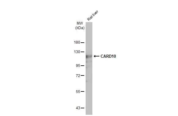 CARD10 Antibody (HL2261) - Azide and BSA Free