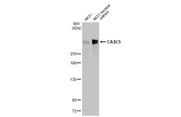 CASC5 Antibody (HL2158) - Azide and BSA Free