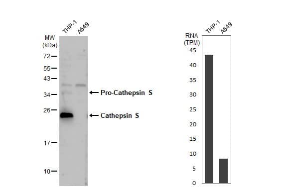 Cathepsin S Antibody (HL2302) - Azide and BSA Free