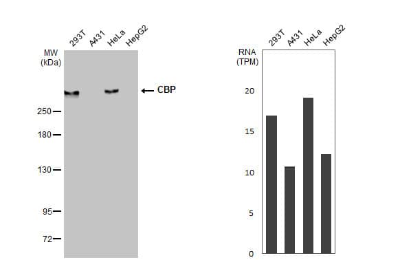 CBP/KAT3A Antibody (HL2197) - Azide and BSA Free
