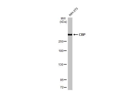 CBP/KAT3A Antibody (HL2197) - Azide and BSA Free