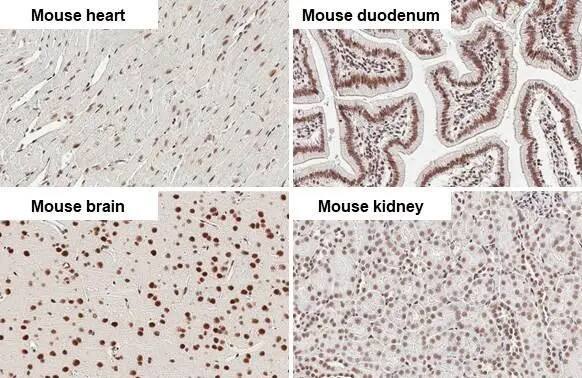 CBP/KAT3A Antibody (HL2197) - Azide and BSA Free