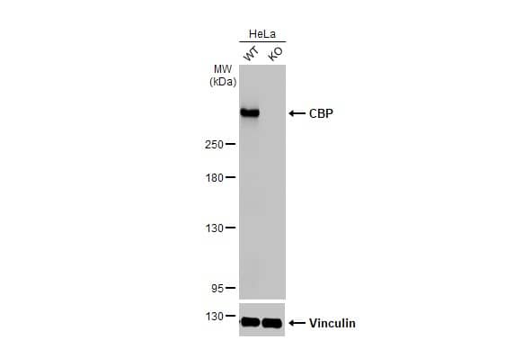 CBP/KAT3A Antibody (HL2197) - Azide and BSA Free