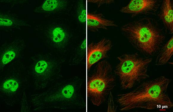 CBP/KAT3A Antibody (HL2197) - Azide and BSA Free
