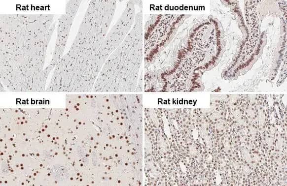 CBP/KAT3A Antibody (HL2197) - Azide and BSA Free