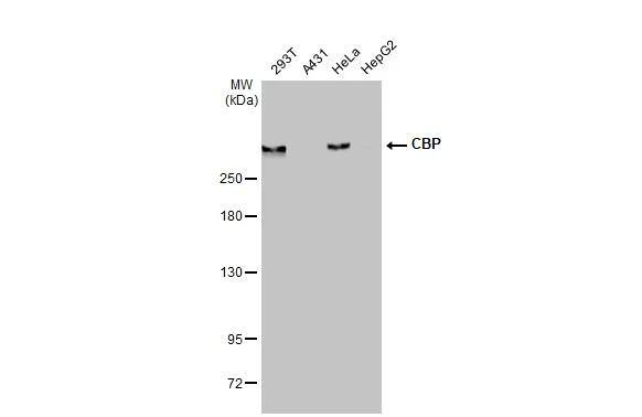 CBP/KAT3A Antibody (HL2197) - Azide and BSA Free