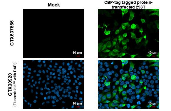 CBP tag Antibody (HL1841) - Azide and BSA Free