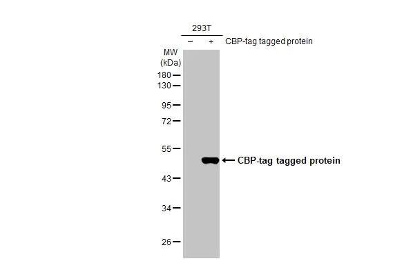 CBP tag Antibody (HL1841) - Azide and BSA Free