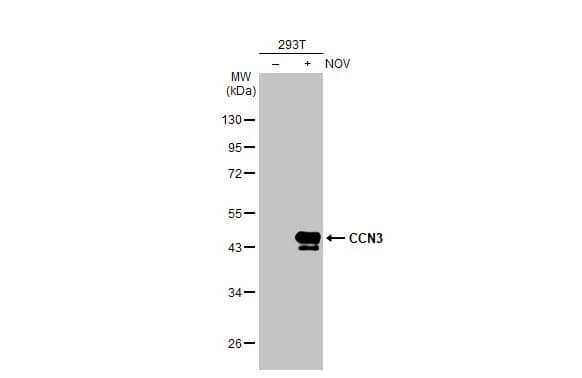 NOV/CCN3 Antibody (HL2416) - Azide and BSA Free